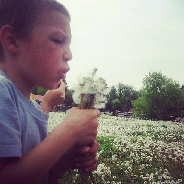 little boy blowing dandelion seeds instagram