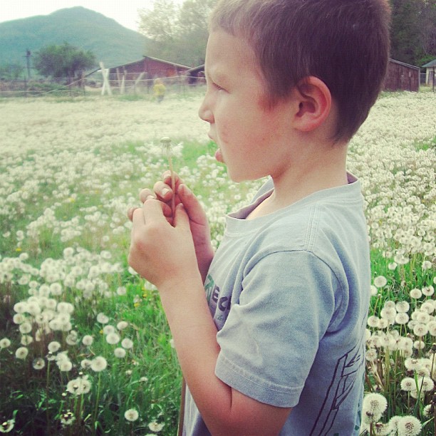 little boy blowing dandelion seeds instagram